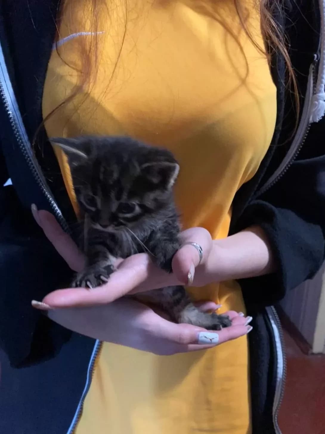 Pufik (Пуфік), male 3yo Mixed Breed for adoption at Happy Paw Odesa