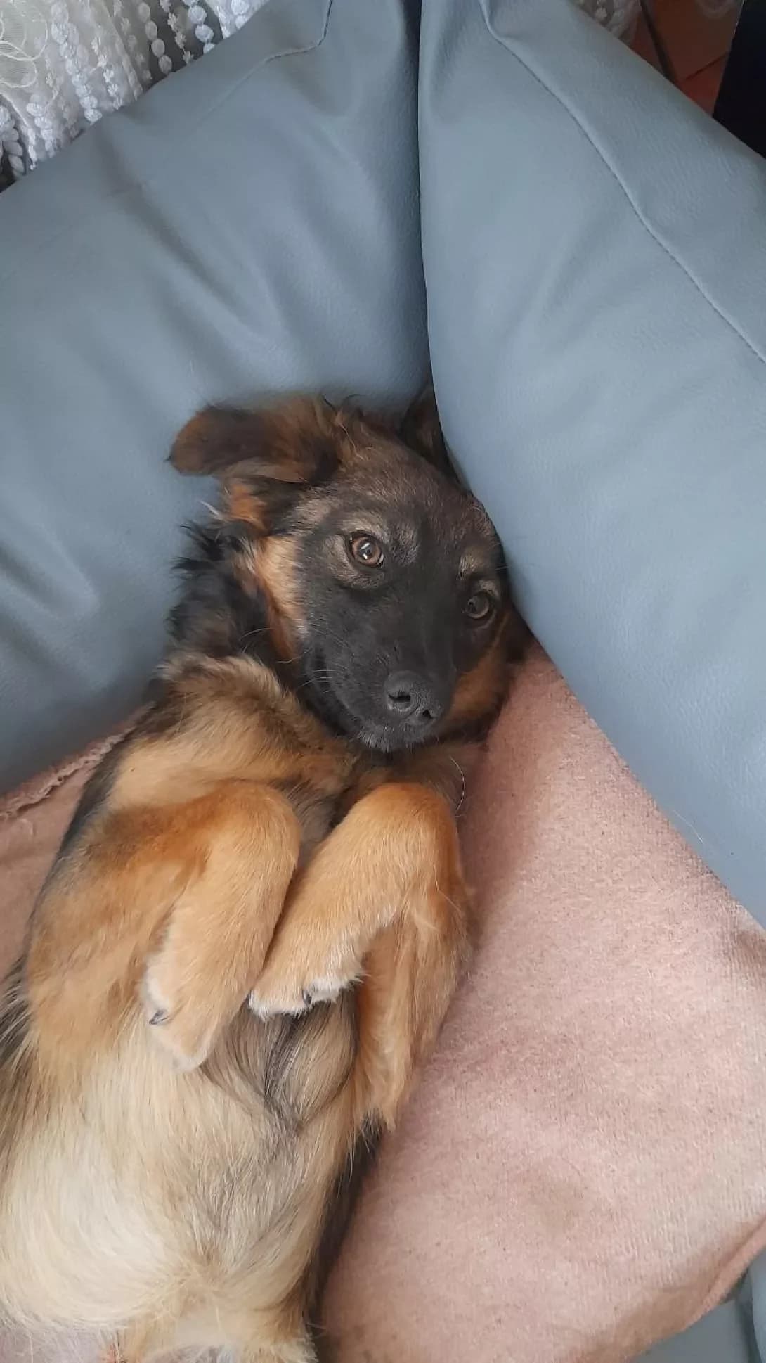 Chita (Чіта), Mixed Breed (Happy Paw Kyiv Oblast)