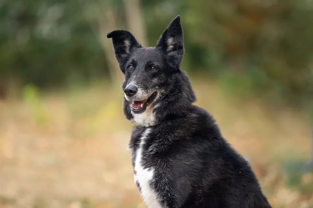 Leya (Лея), female senior Mixed Breed for adoption at Happy Paw Kyiv Oblast