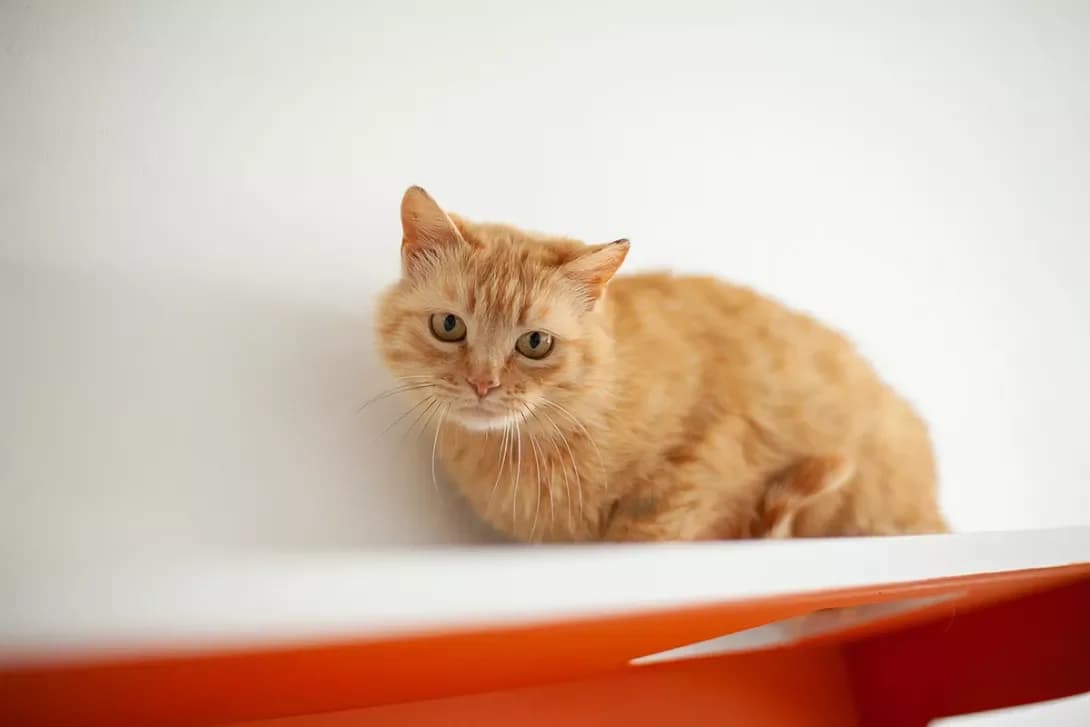 Mango (Манго), female 5yo Mixed Breed for adoption at Happy Paw Kyiv