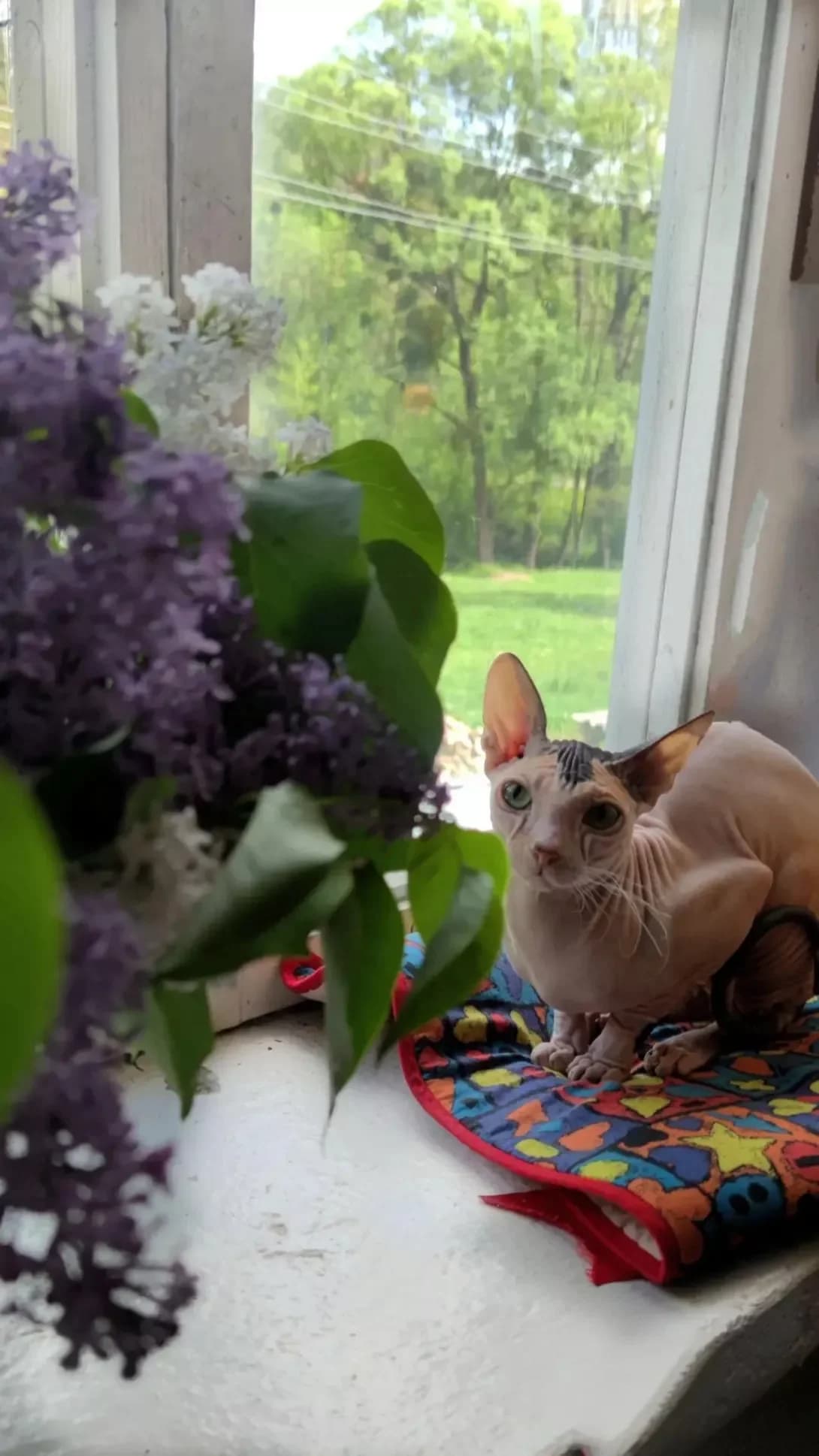 Miya (Мия), female 5yo Mixed Breed for adoption at Happy Paw Dnipro