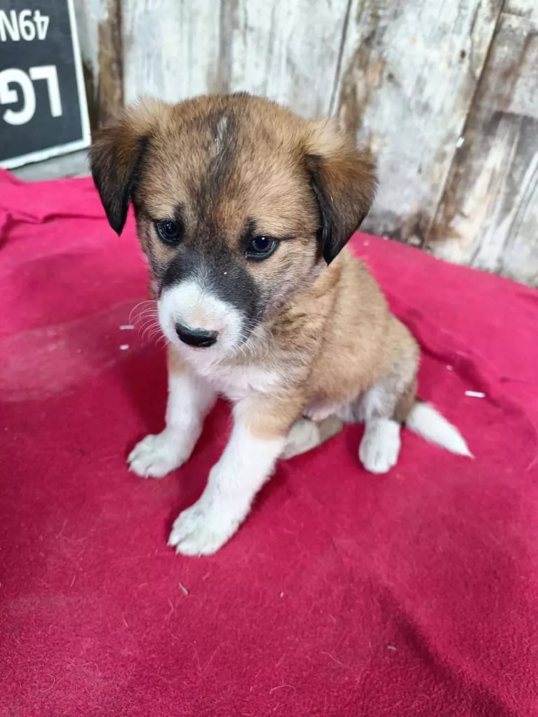 Tsutsenyata (Цуценята), male 3yo Mixed Breed for adoption at Happy Paw Kyiv