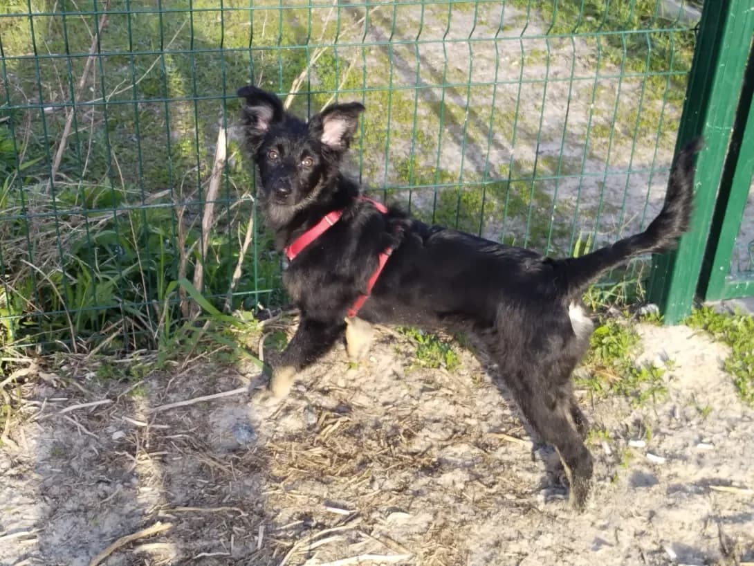 Mushka (Мушка), female 3yo Mixed Breed for adoption at Happy Paw Kharkiv