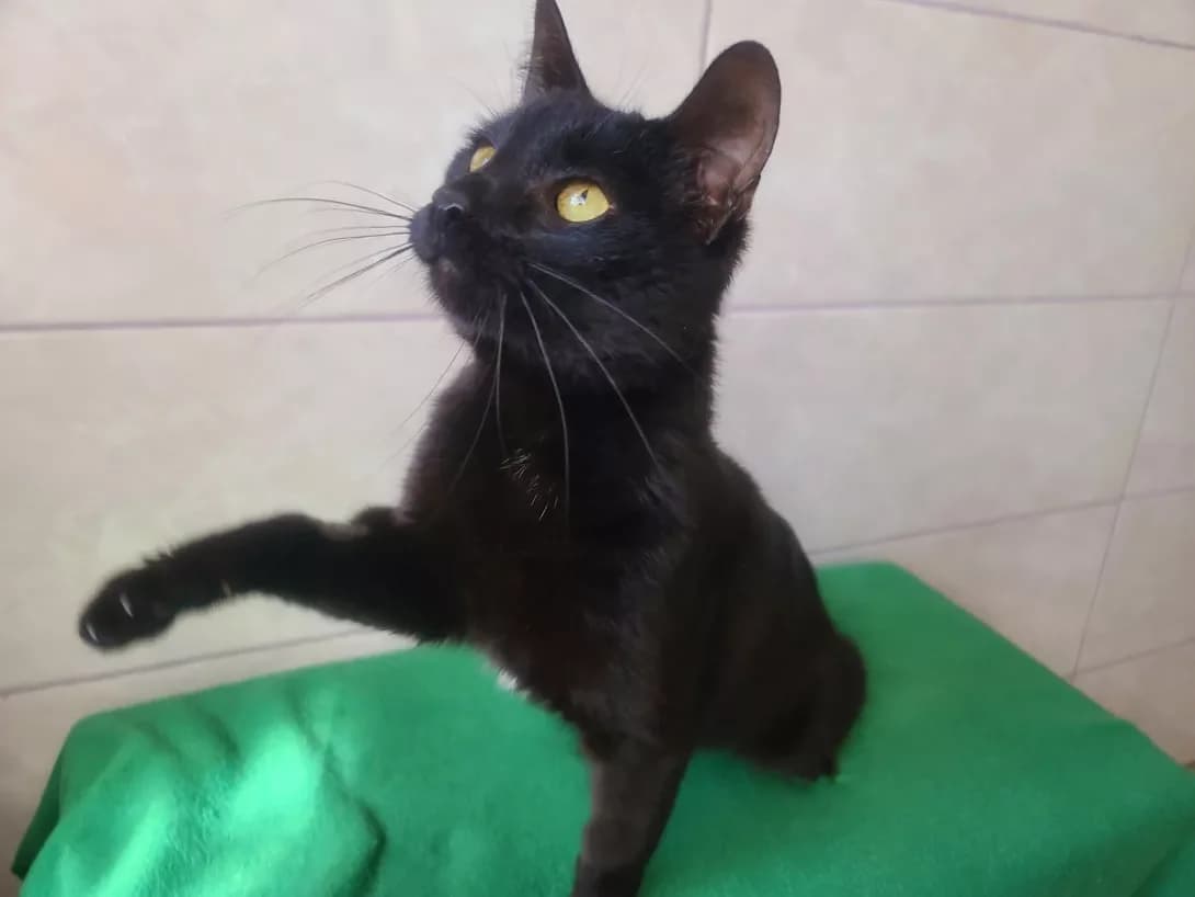 Vasya (Вася), male 3yo Mixed Breed for adoption at Happy Paw Kyiv