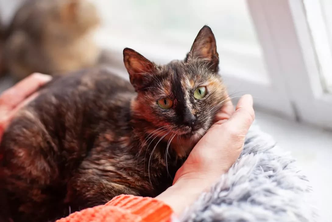 Paprika (Паприка), female 3yo Mixed Breed for adoption at Happy Paw Kyiv