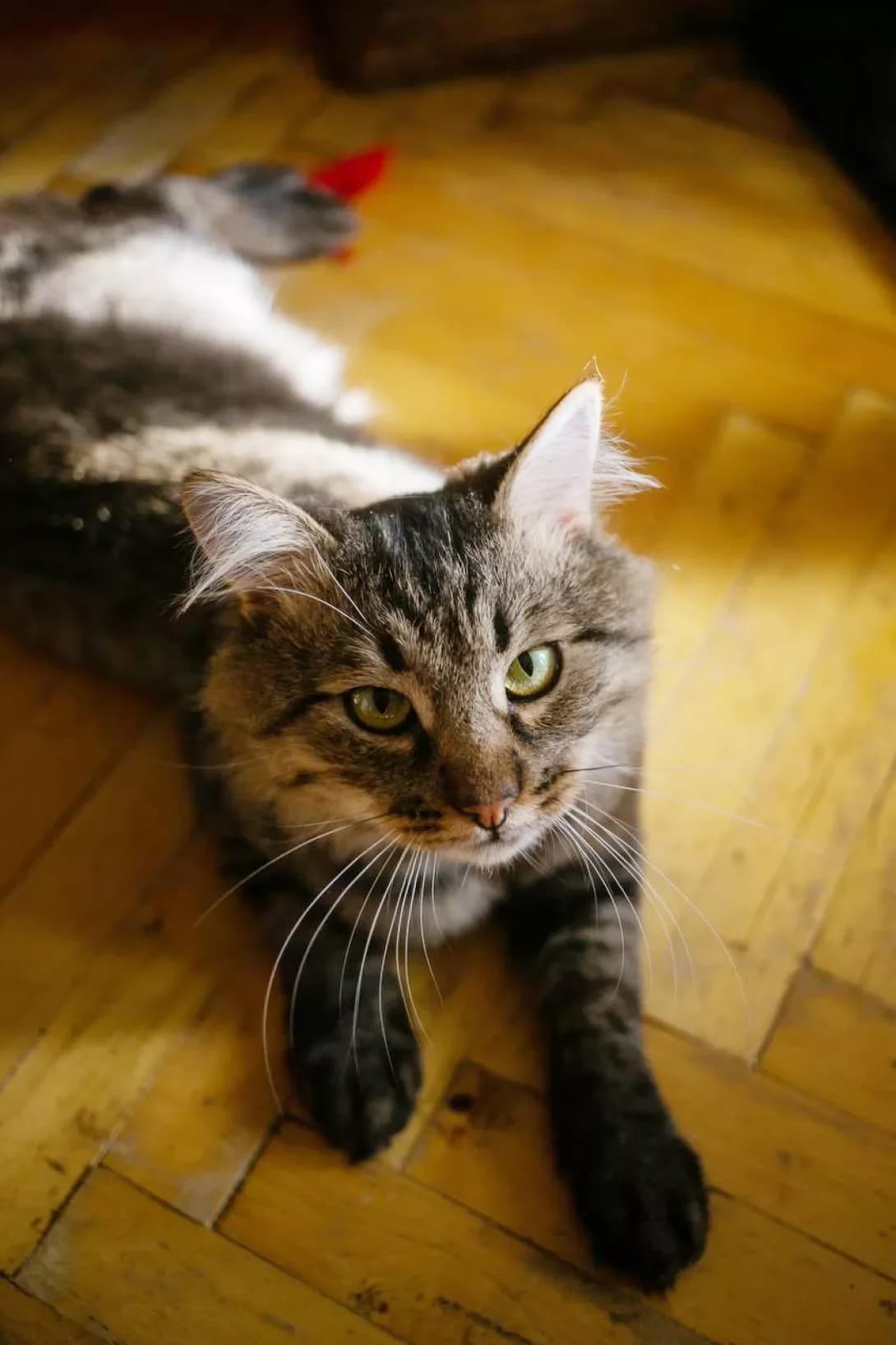 Leonardo (Леонардо), male 4yo Mixed Breed for adoption at Happy Paw Kyiv