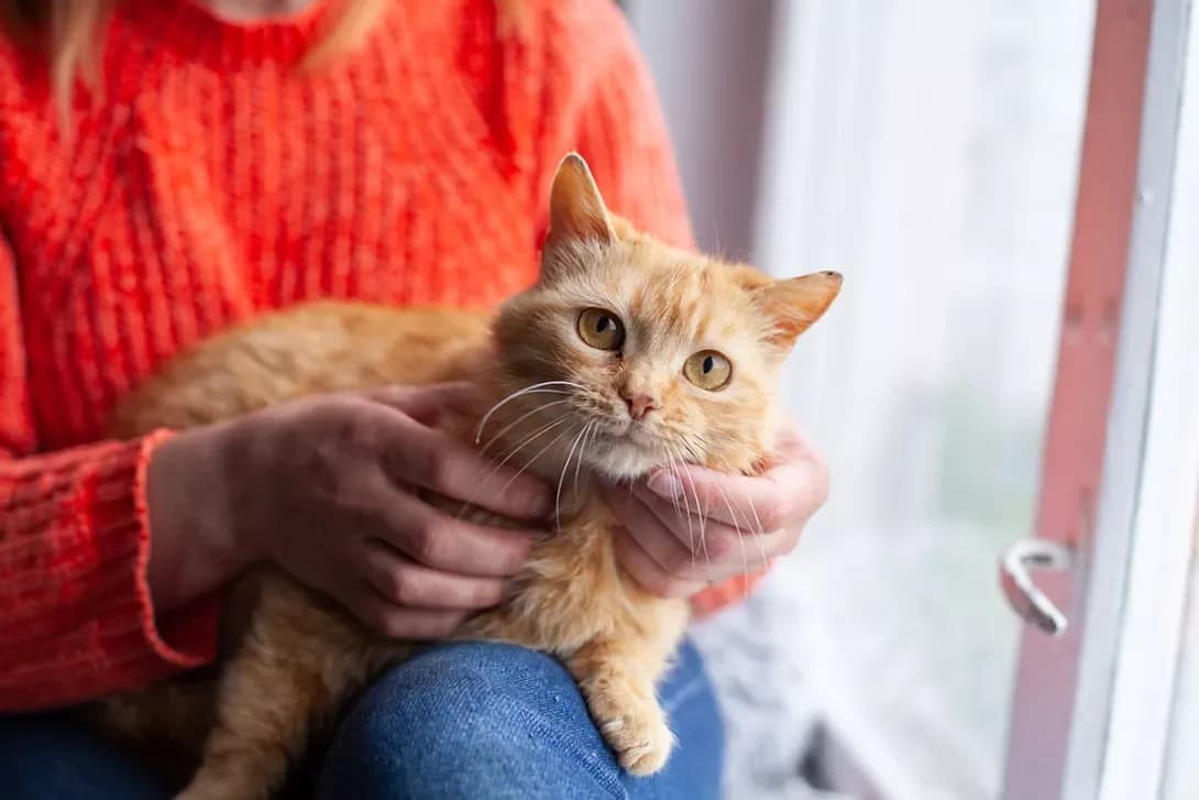 Mango (Манго), female 4yo Mixed Breed for adoption at Happy Paw Kyiv