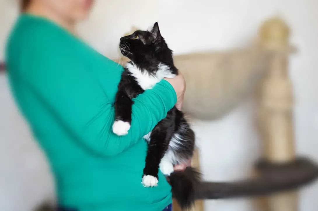 Nika (Ніка), female 3yo Mixed Breed for adoption at Happy Paw Kyiv