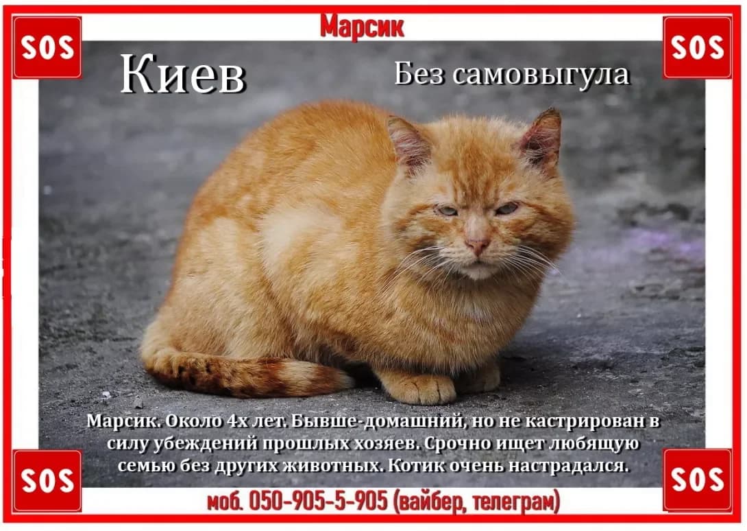 Marsik (Марсик), male 4yo Mixed Breed for adoption at Happy Paw Kyiv