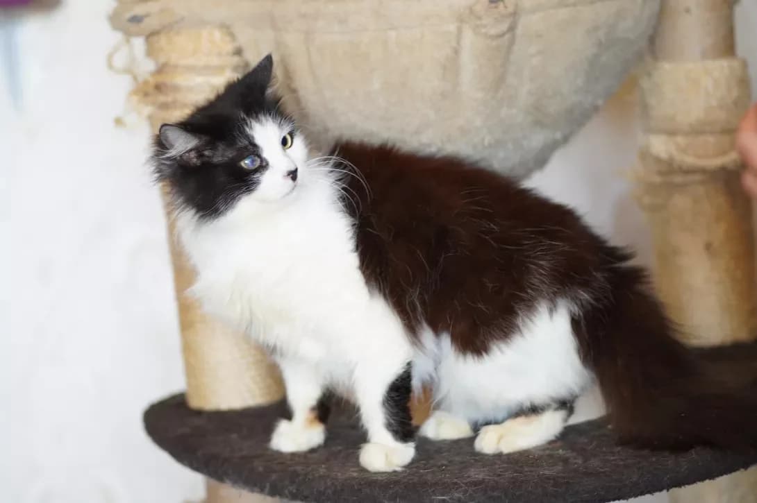 Lyusil (Люсіль), female 4yo Mixed Breed for adoption at Happy Paw Kyiv