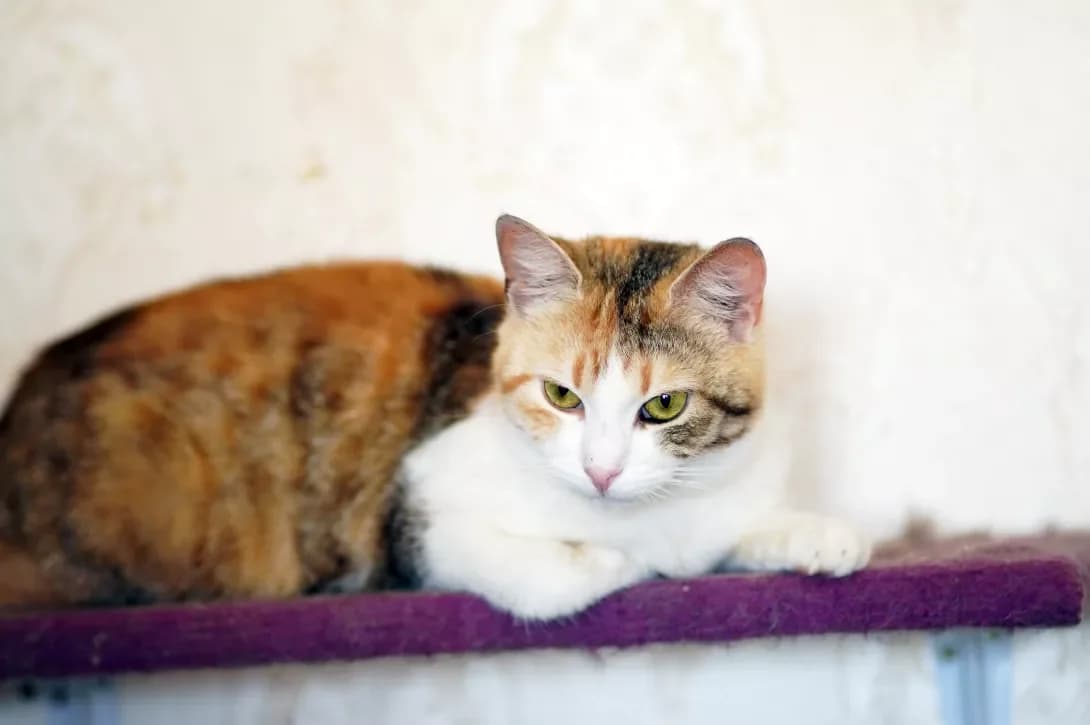 Tosya (Тося), female 4yo Mixed Breed for adoption at Happy Paw Kyiv