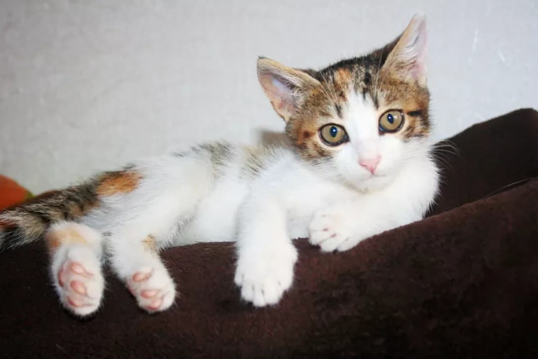 Malva (Мальва), female 3yo Mixed Breed for adoption at Happy Paw Kyiv