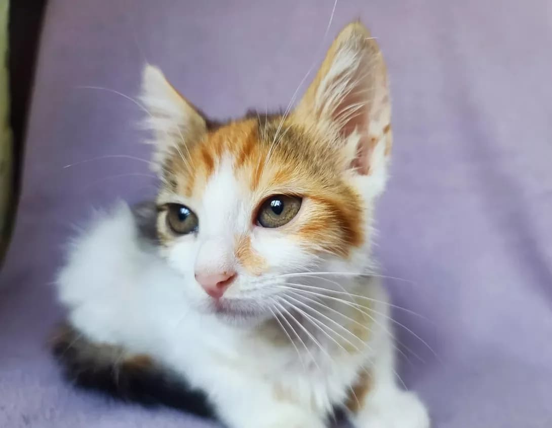 Dzhina (Джина), female 3yo Mixed Breed for adoption at Happy Paw Kyiv