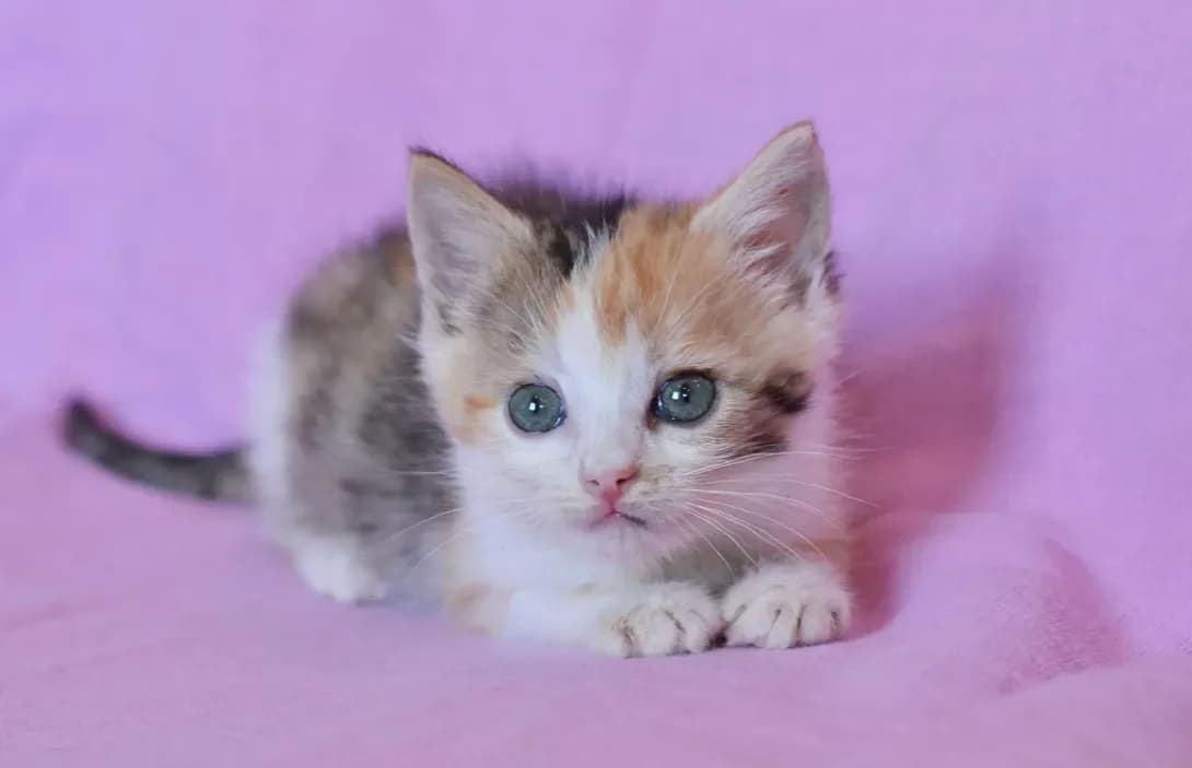 Milka (Милка), female 3yo Mixed Breed for adoption at Happy Paw Kyiv