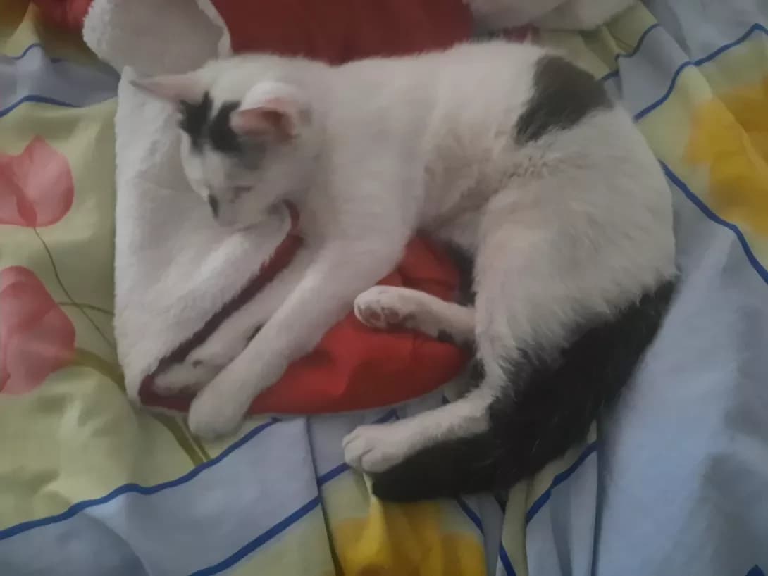 Tsukiko (Цукико), male 4yo Mixed Breed for adoption at Happy Paw Kyiv