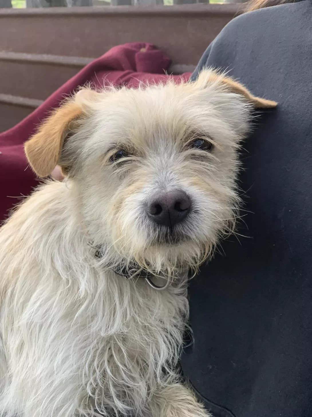 Biliy (Білий), male 4yo Mixed Breed for adoption at Happy Paw Mykolaiv Oblast