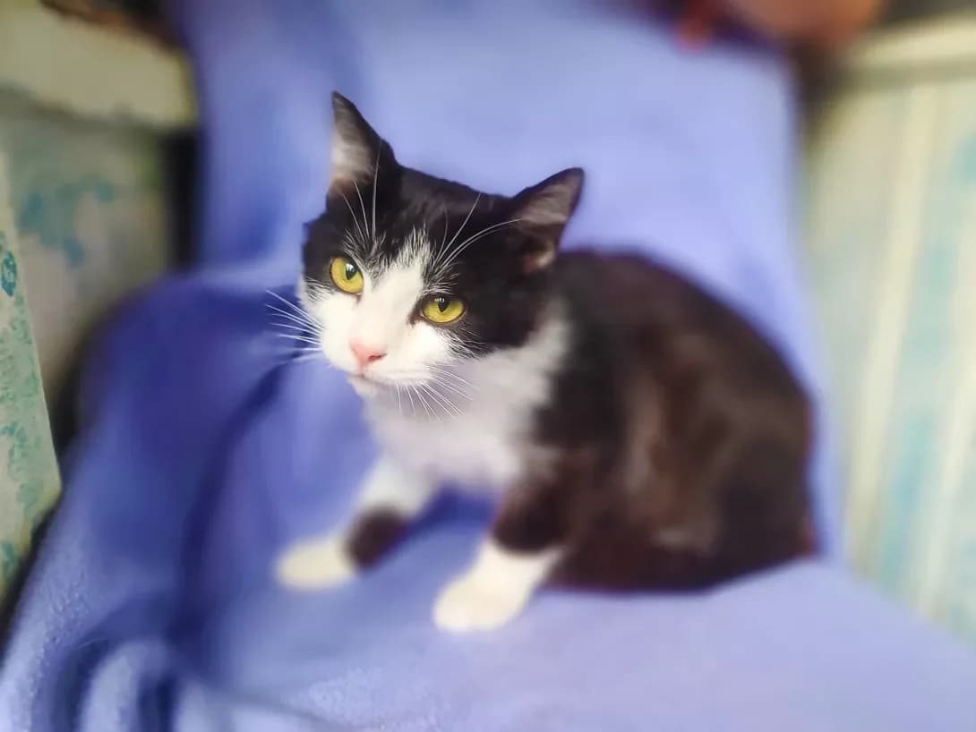Murasik (Мурасік), male 3yo Mixed Breed for adoption at Happy Paw Kyiv