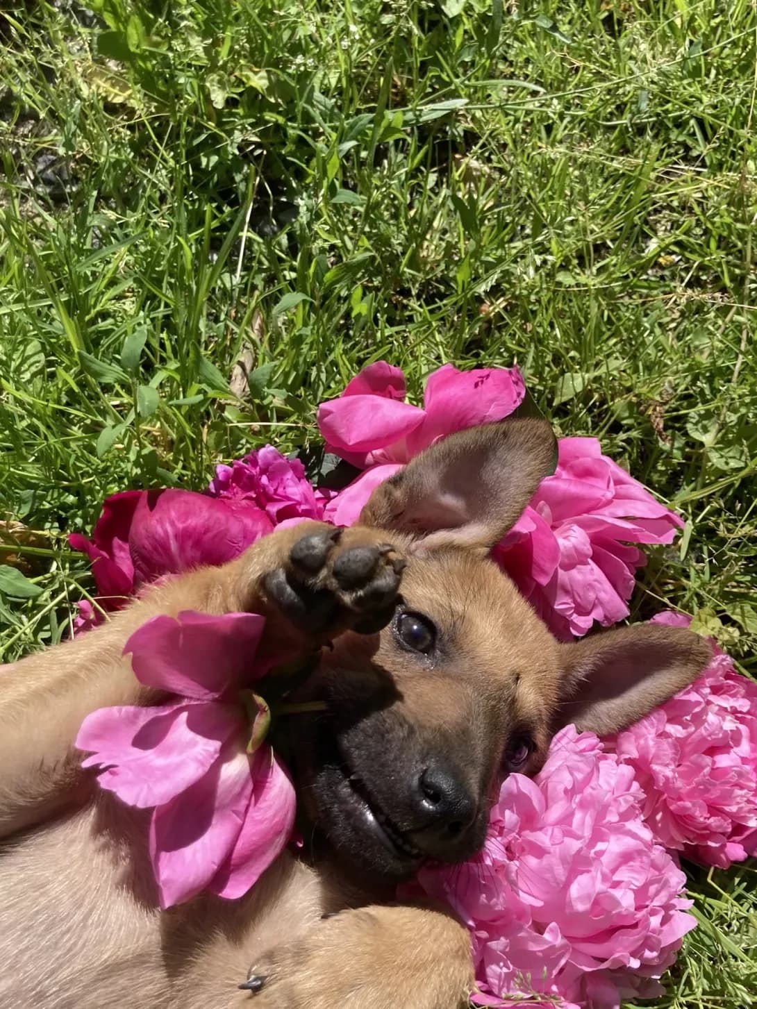 Manyunya (Манюня), female 3yo Mixed Breed for adoption at Happy Paw Kyiv