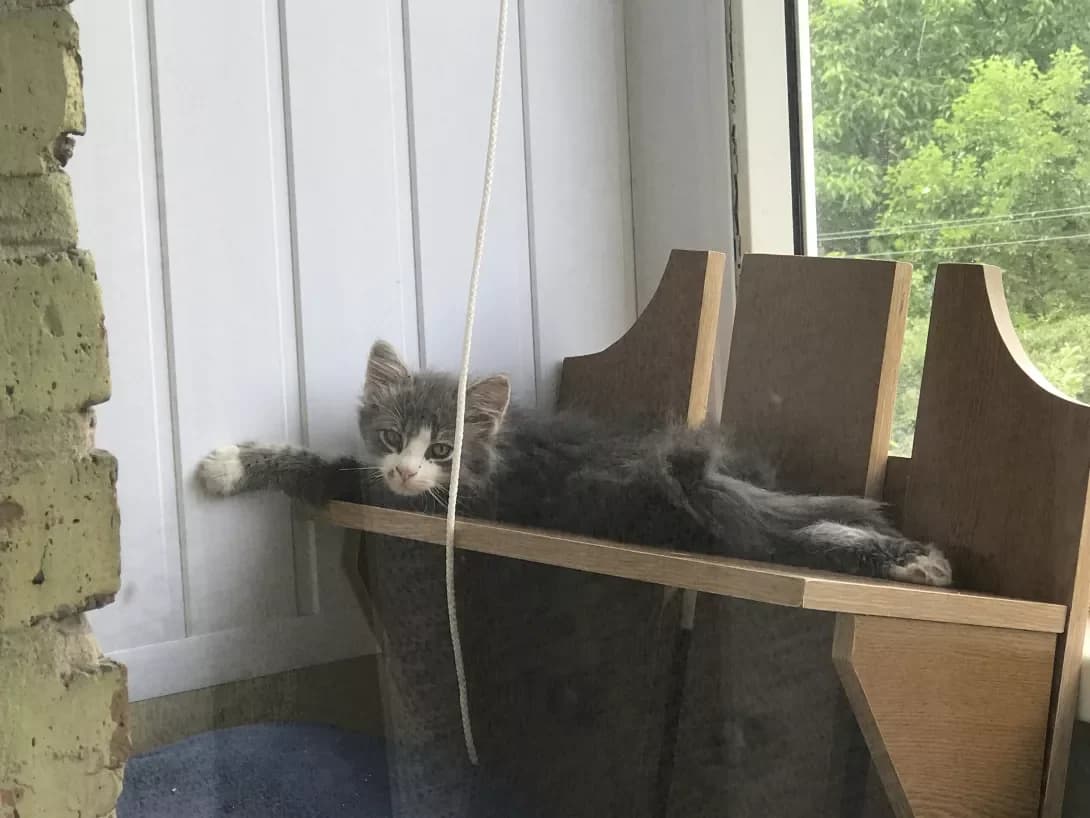 Sherlok (Шерлок), male young Mixed Breed for adoption at Happy Paw Vinnytsia Oblast