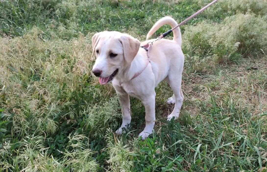 Adelka i Pampushka (Аделька і Пампушка), female 3yo Mixed Breed for adoption at Happy Paw Kyiv