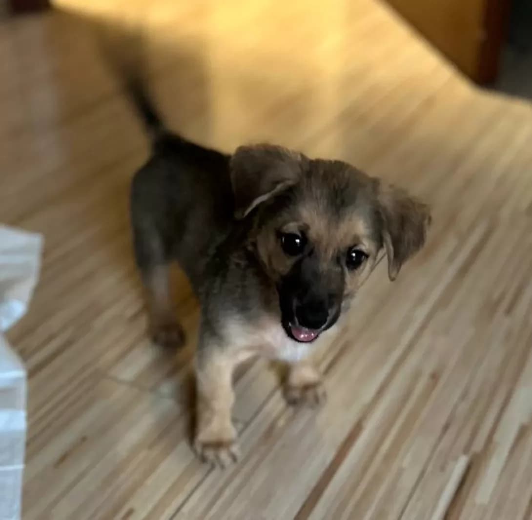 Richi (Річі), male 3yo Mixed Breed for adoption at Happy Paw Kyiv