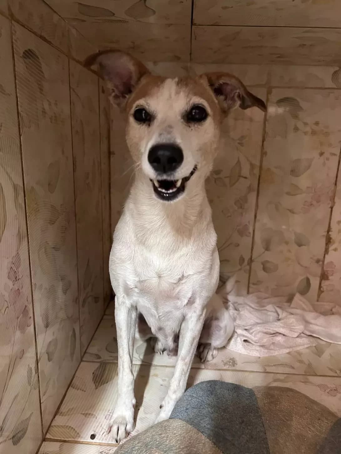 Manyunya (Манюня), Mixed Breed (Happy Paw Dnipro)