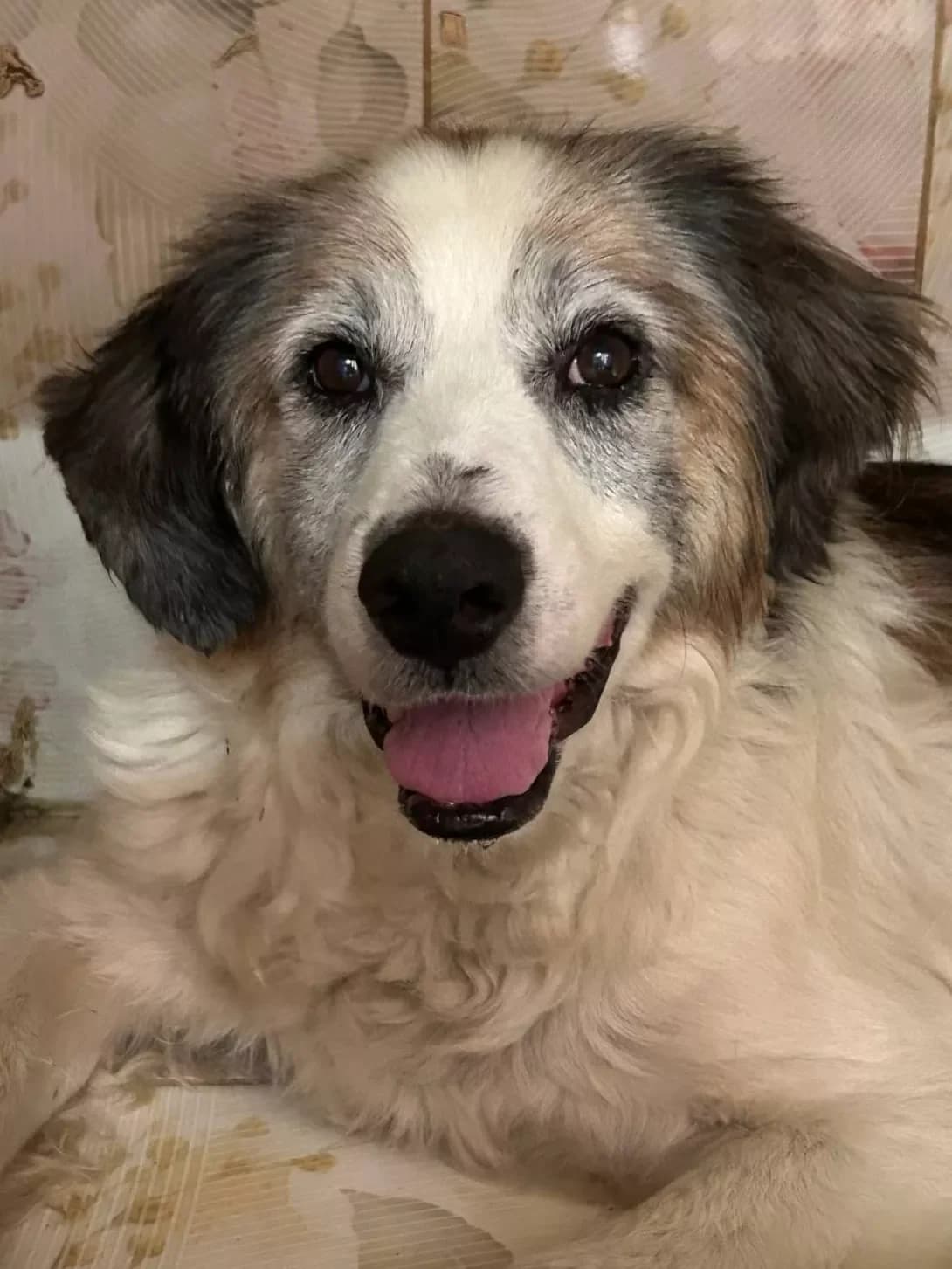 Matrang (Матранг), male senior Mixed Breed for adoption at Happy Paw Dnipro