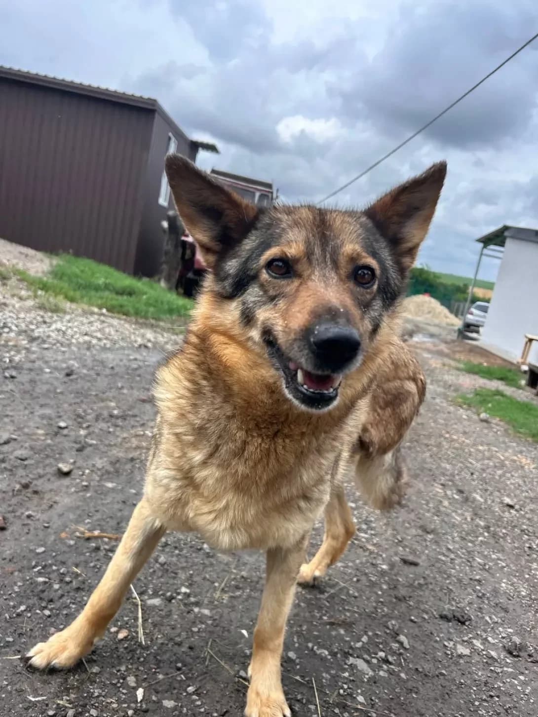 Tonya- tri lapki (Тоня- три лапки), Mixed Breed (Happy Paw Dnipro)