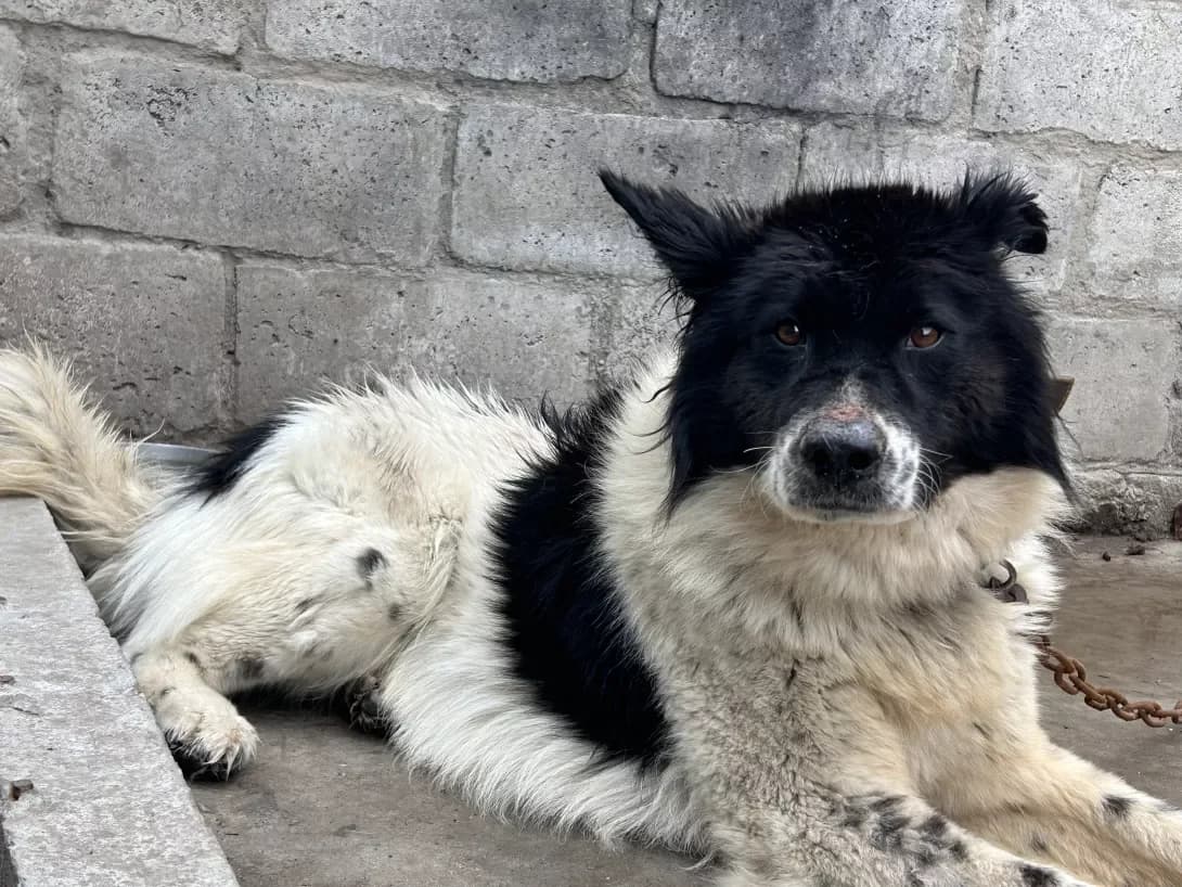 Mirniy (Мирний), Mixed Breed (Happy Paw Dnipro)