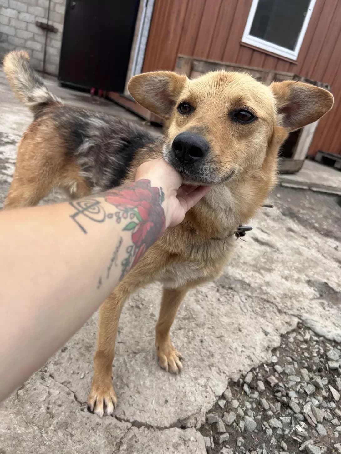 Tamil (Таміль), Mixed Breed (Happy Paw Dnipro)