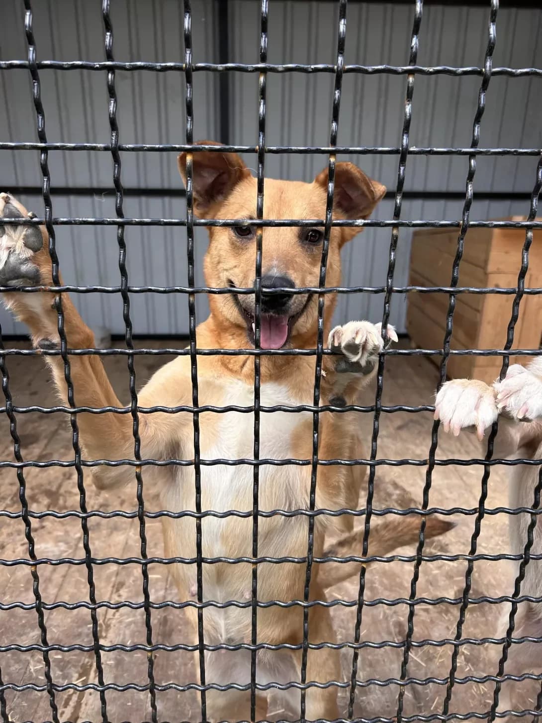 Masha i Dasha (Маша и Даша), Mixed Breed (Happy Paw Dnipro)