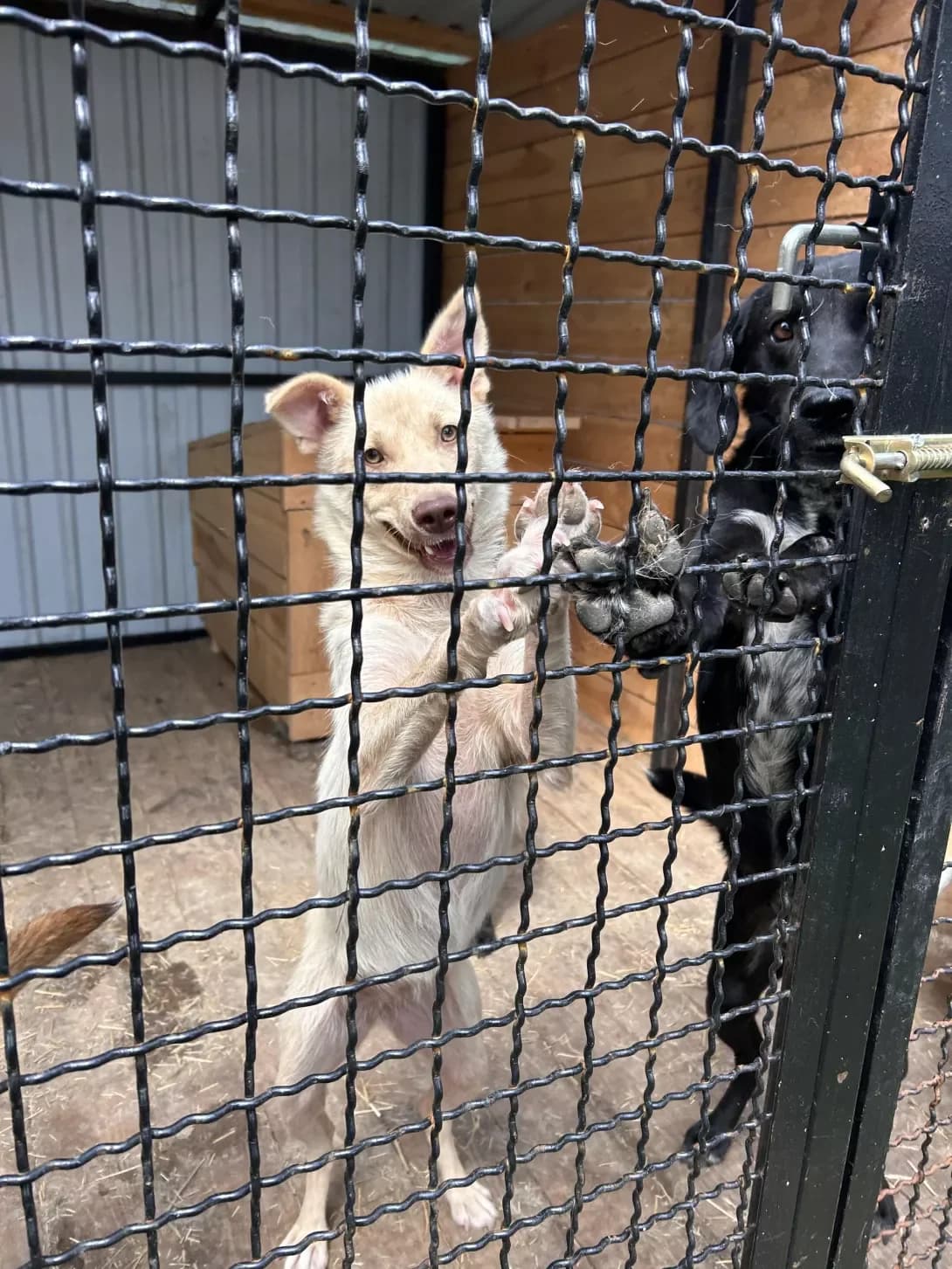 Sontse (Сонце), Mixed Breed (Happy Paw Dnipro)