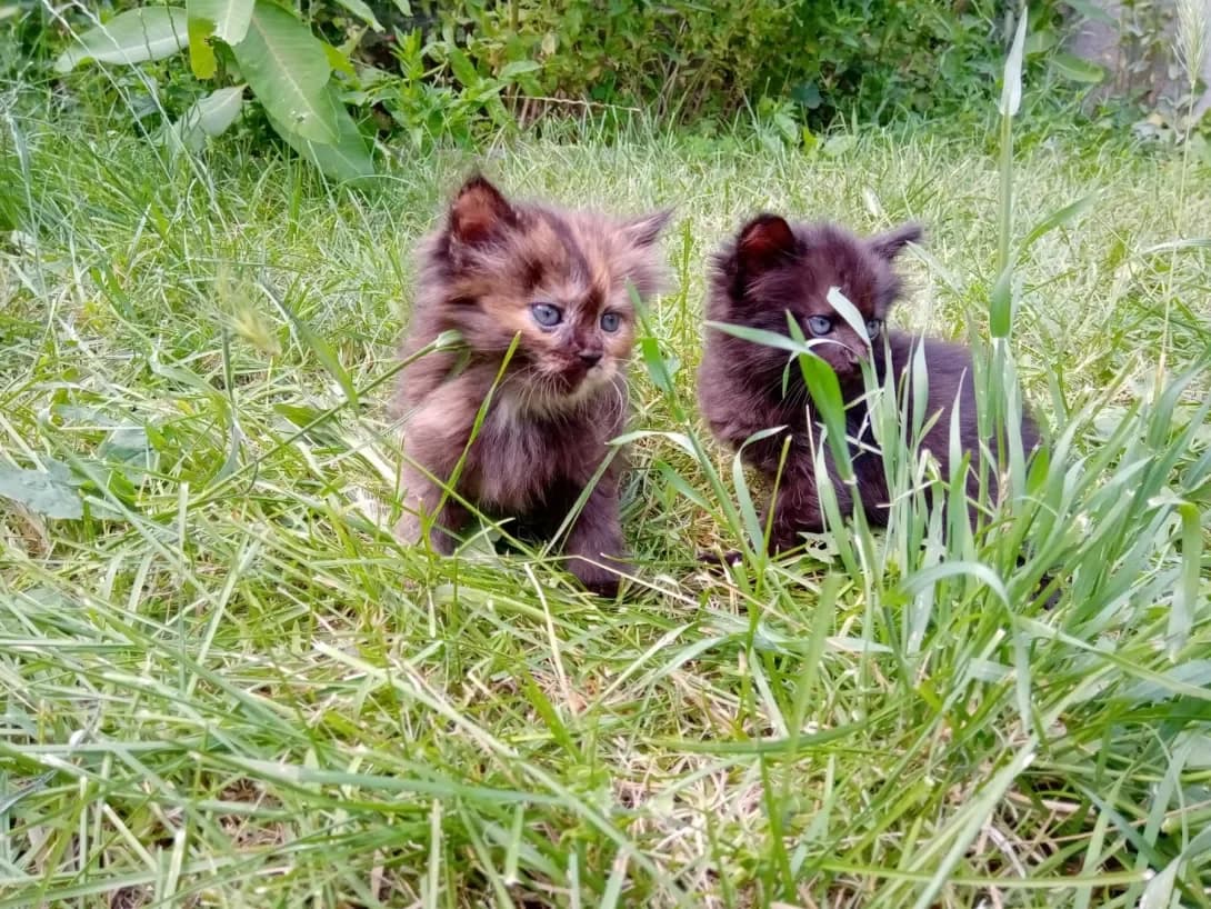 Shte nemaye imemni (Ще немає імемні), female young Mixed Breed for adoption at Happy Paw Dnipro