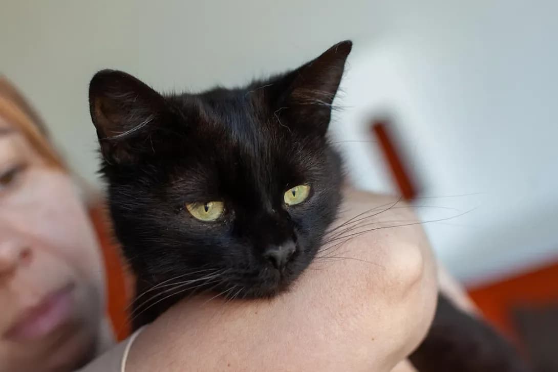 Monika (Моніка), female 5yo Mixed Breed for adoption at Happy Paw Kyiv