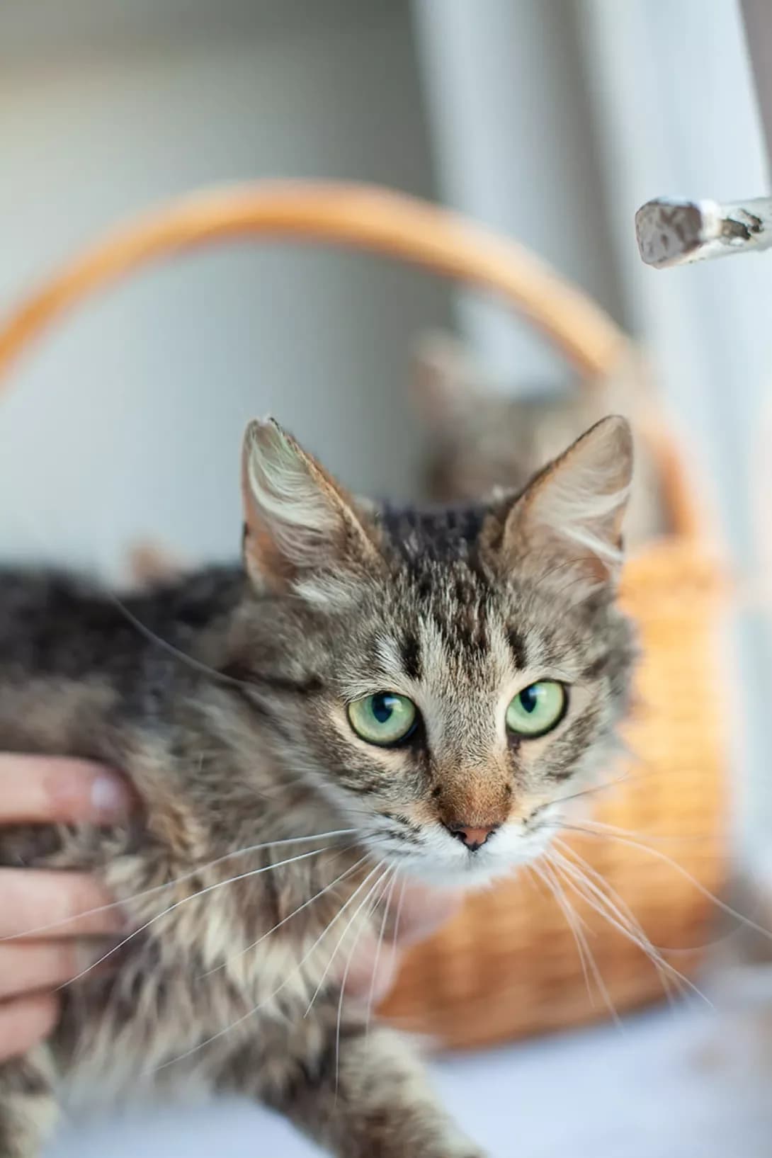 Meynkun (Мейнкун), female 4yo Mixed Breed for adoption at Happy Paw Kyiv