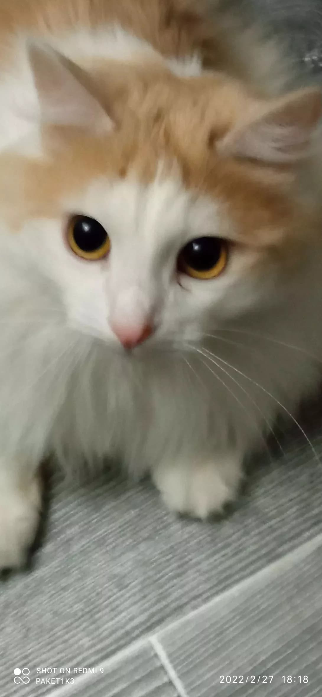 Yoda (Йода), male 6yo Mixed Breed for adoption at Happy Paw Zakarpattia Oblast