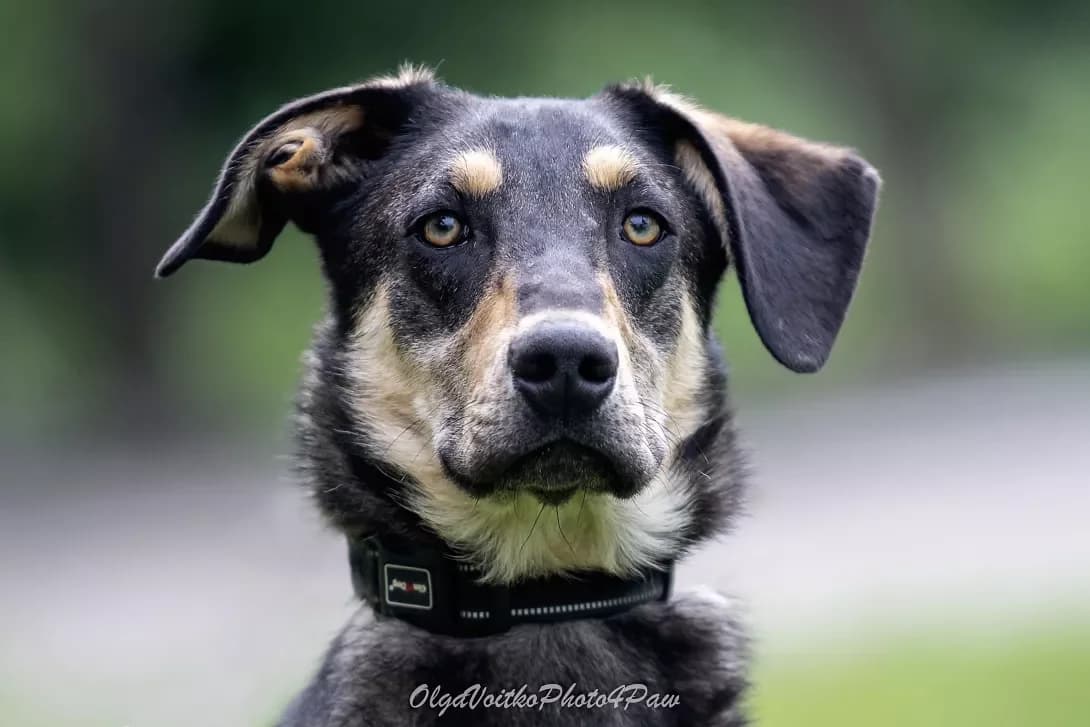 Tokker (Токкер), Mixed Breed (Happy Paw Kyiv Oblast)