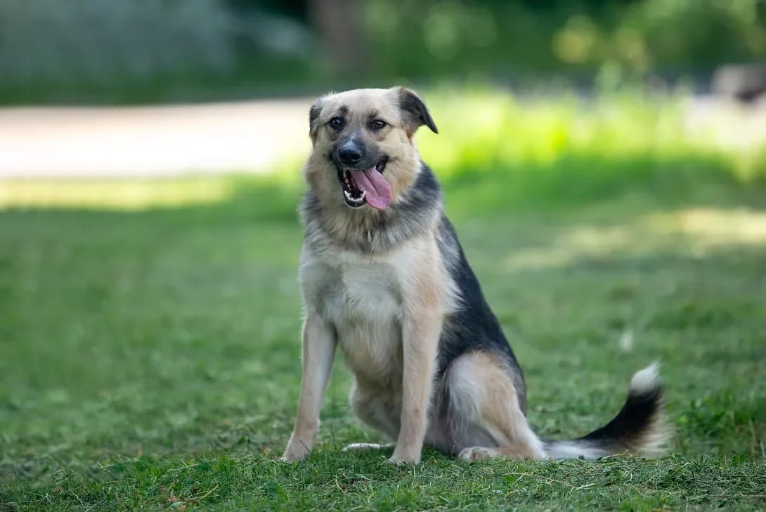 Kortni (Кортні), Mixed Breed (Happy Paw Kyiv Oblast)