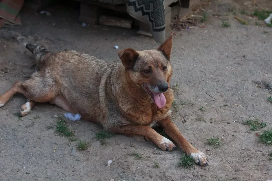 Nayda (Найда), Mixed Breed (Happy Paw Kirovohrad)