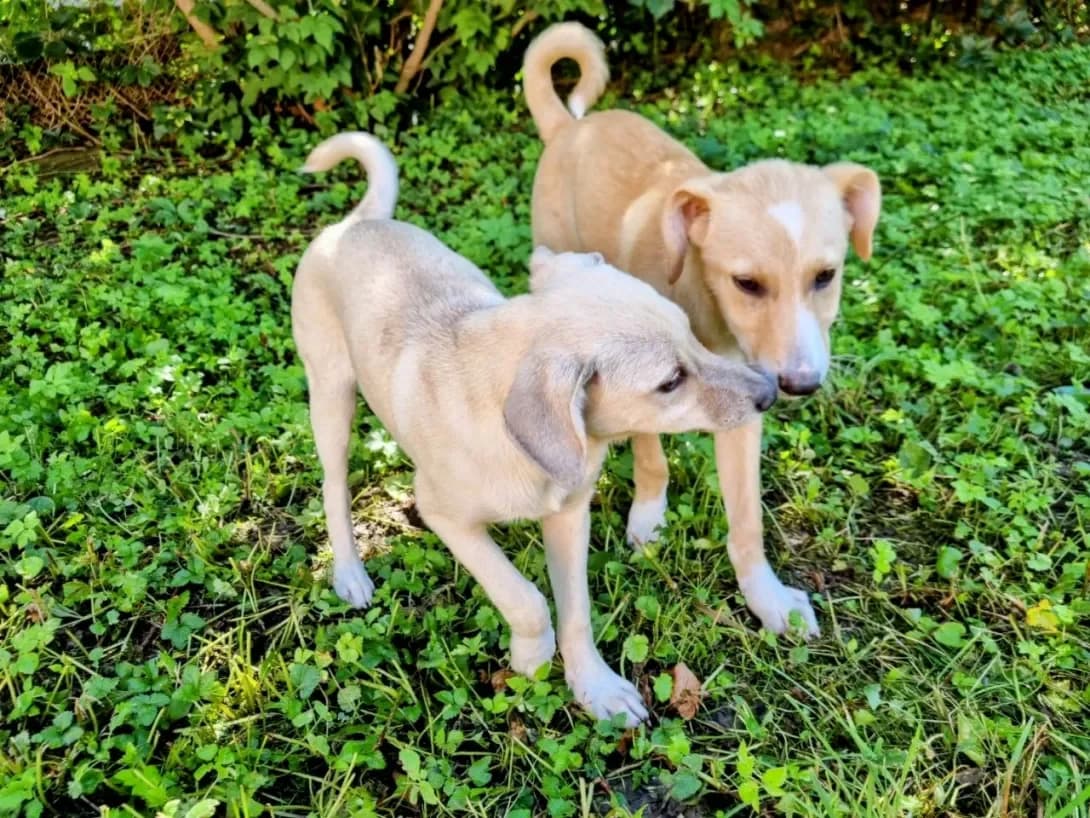 Bonni, Mishka (Бонні, Мишка), female 3yo Mixed Breed for adoption at Happy Paw Rivne Oblast