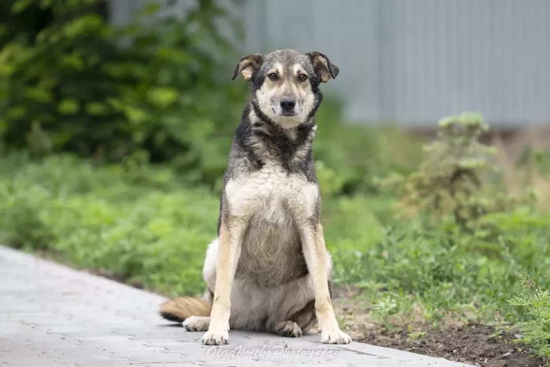 Ayza (Айза), female senior Mixed Breed for adoption at Happy Paw Kyiv Oblast