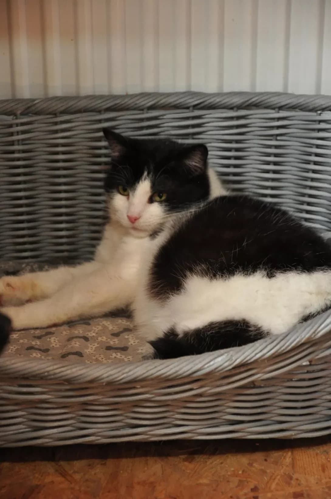Ponochka (Поночка), Mixed Breed (Happy Paw Kyiv Oblast)