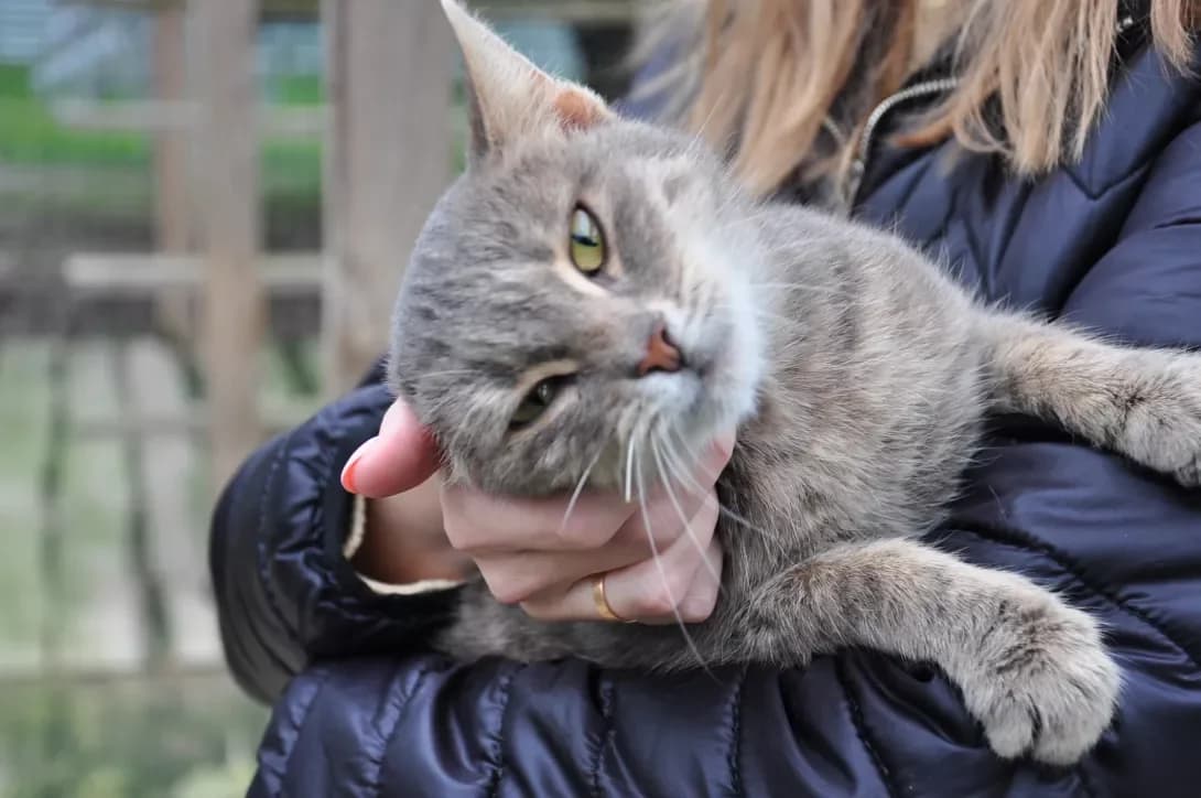 Khmarka (Хмарка), Mixed Breed (Happy Paw Kyiv Oblast)