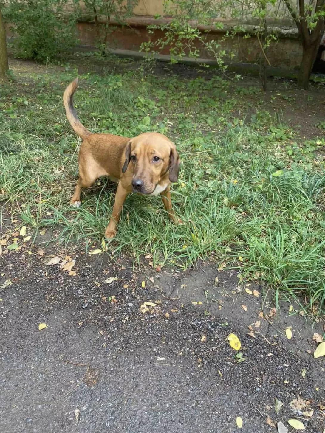 Rem (Рем), Mixed Breed (Happy Paw Dnipro)