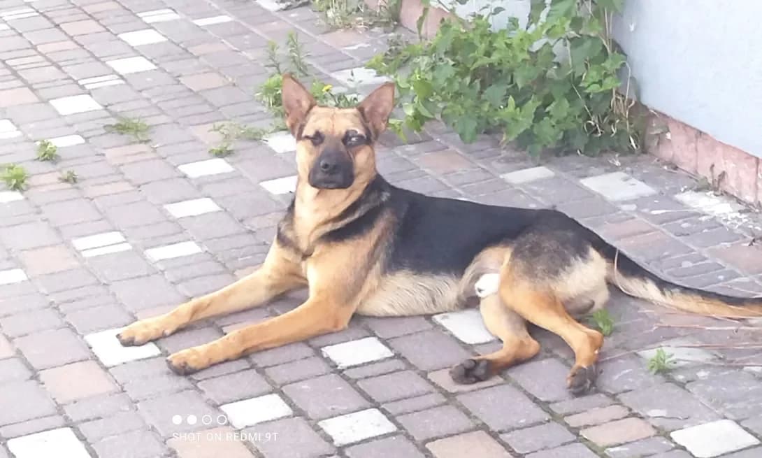 Pirat (Пірат), Mixed Breed (Happy Paw Kyiv Oblast)
