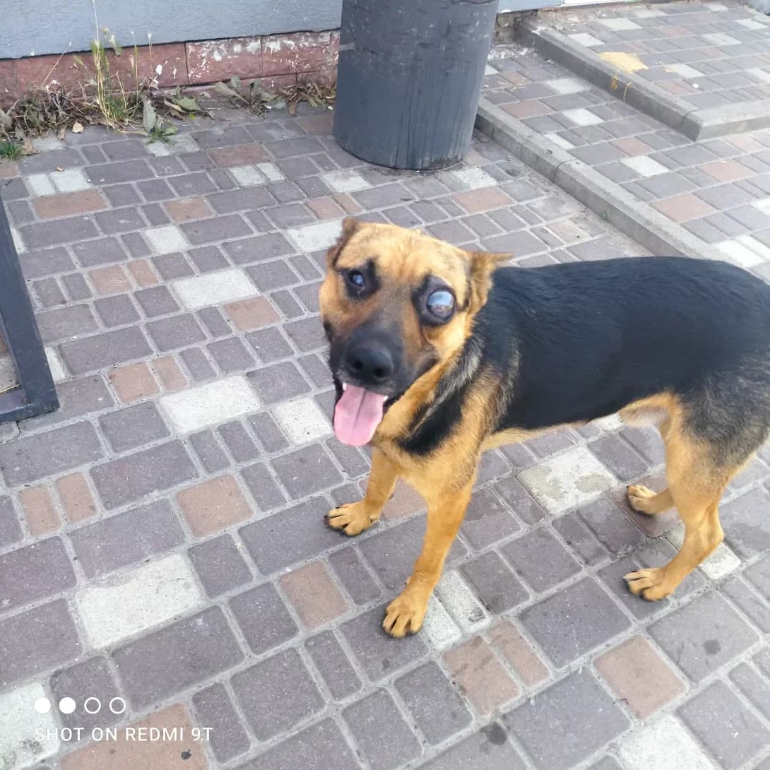 Pirat (Пірат), Mixed Breed (Happy Paw Kyiv Oblast)
