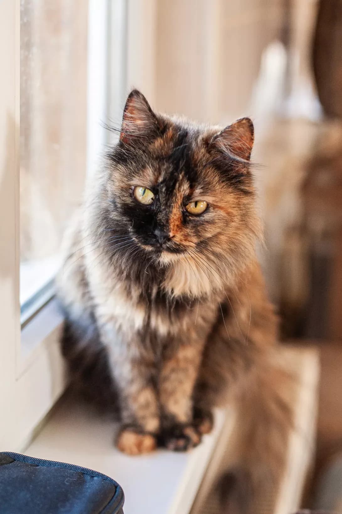 Shkvarka (Шкварка), Mixed Breed (Happy Paw Kyiv Oblast)