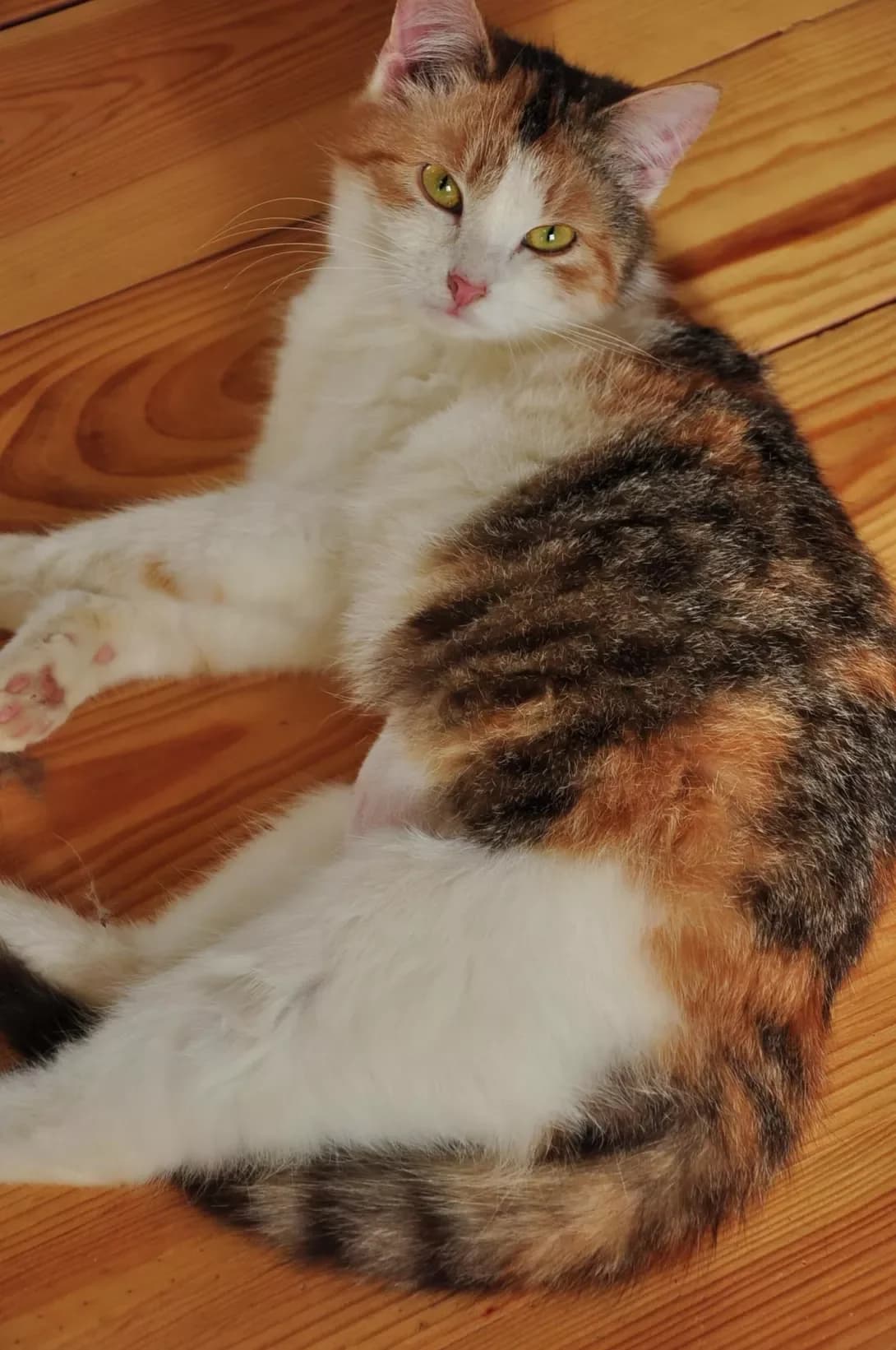 Melisa (Меліса), Mixed Breed (Happy Paw Kyiv Oblast)