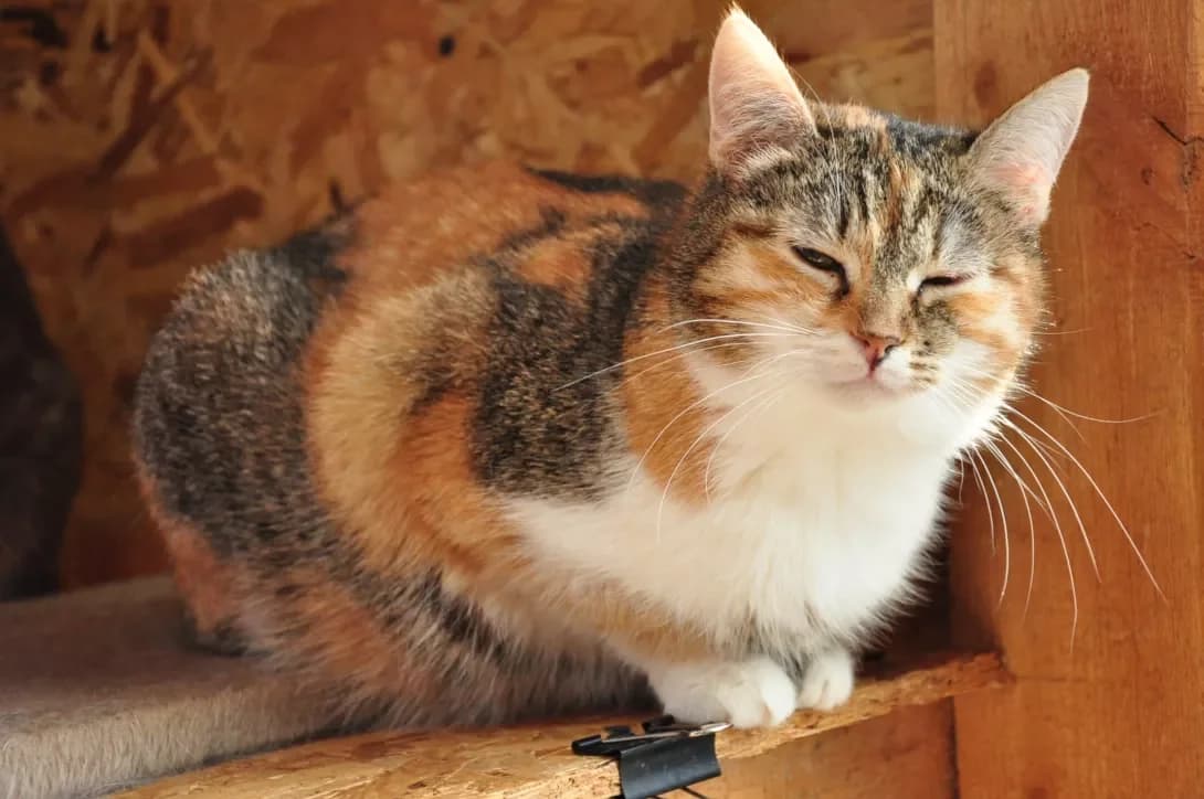 Din (Дінь), Mixed Breed (Happy Paw Kyiv Oblast)