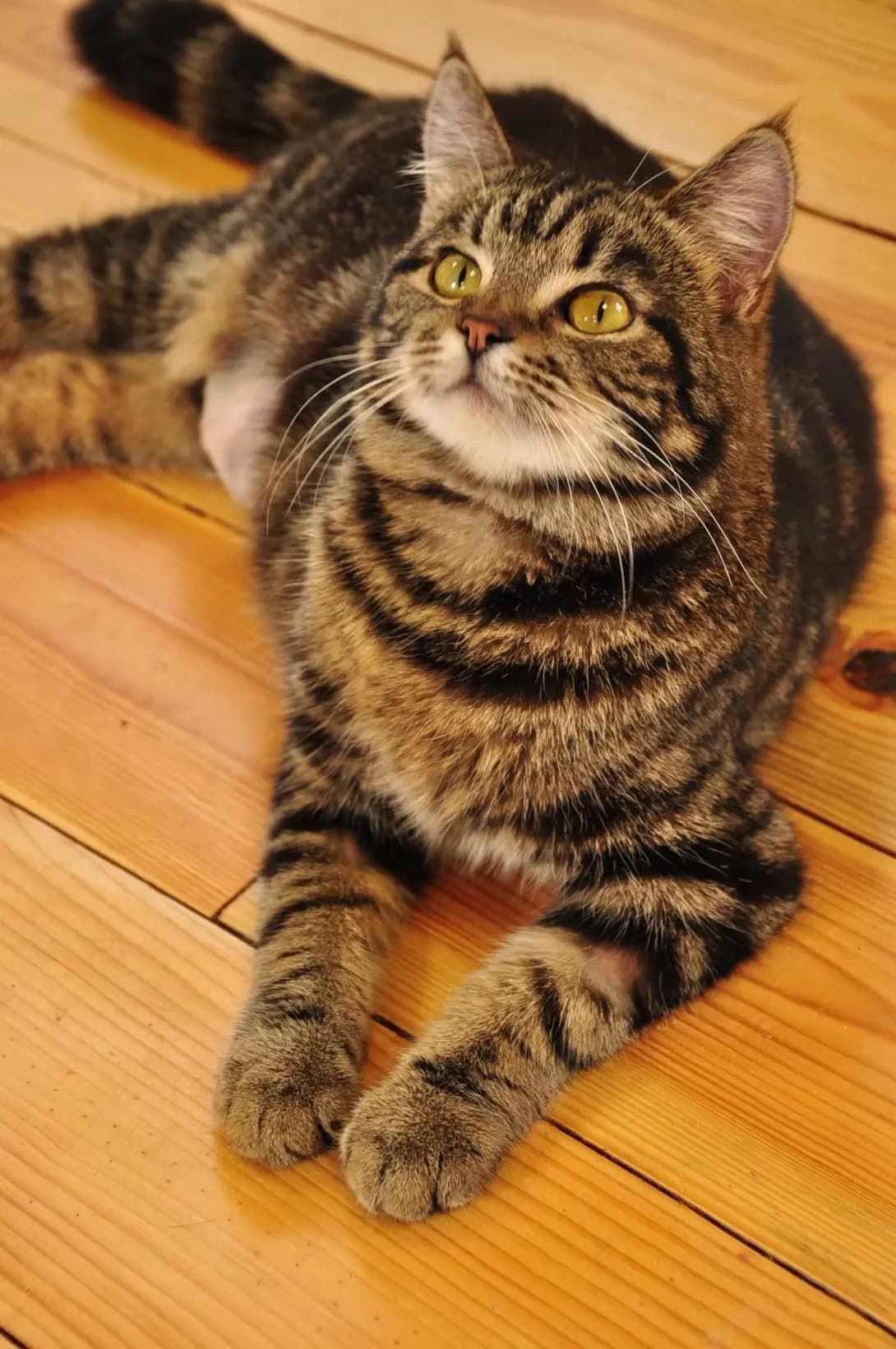 Riska (Риська), Mixed Breed (Happy Paw Kyiv Oblast)